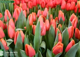 Tulipa Orange County (2)